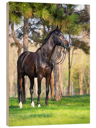 Stampa su legno Hanoverian in the Pine Forest