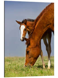 Tableau en aluminium Foal on a Spring Meadow