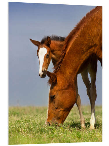 PVC-taulu Foal on a Spring Meadow