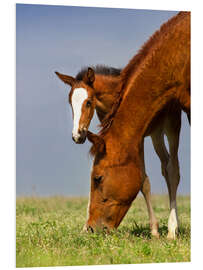 Tableau en PVC Foal on a Spring Meadow