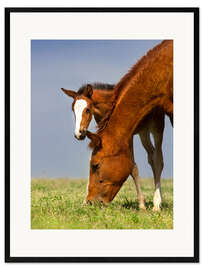 Impresión de arte enmarcada Foal on a Spring Meadow