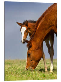 Gallery print Foal on a Spring Meadow