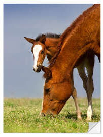 Naklejka na ścianę Foal on a Spring Meadow