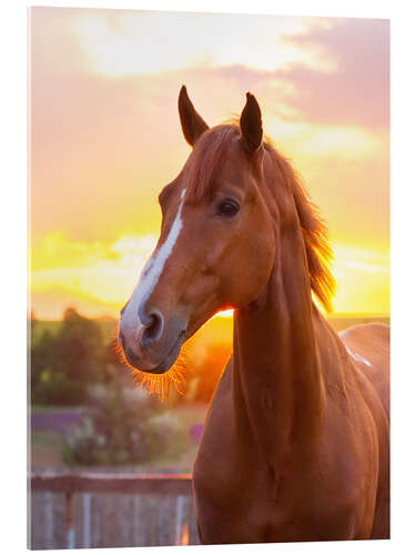 Quadro em acrílico Horse in the Summer Sun