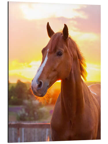 Tableau en aluminium Horse in the Summer Sun