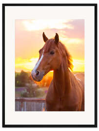 Gerahmter Kunstdruck Pferd in der Sommersonne