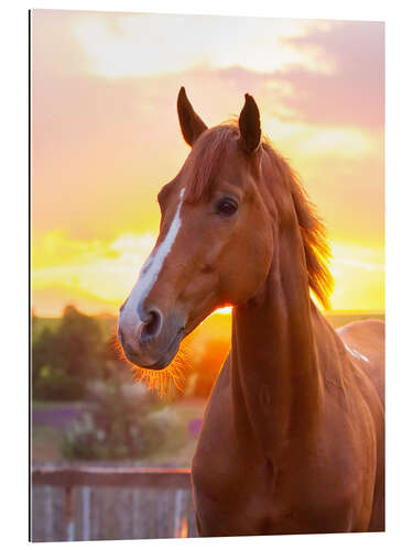 Tableau en plexi-alu Horse in the Summer Sun