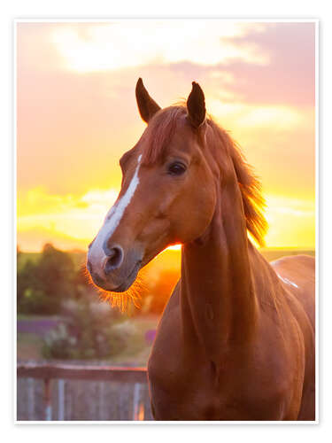 Poster Pferd in der Sommersonne
