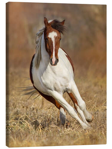 Canvas-taulu Pinto Horse on an Autumn Meadow