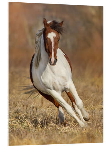 Tableau en PVC Pinto Horse on an Autumn Meadow