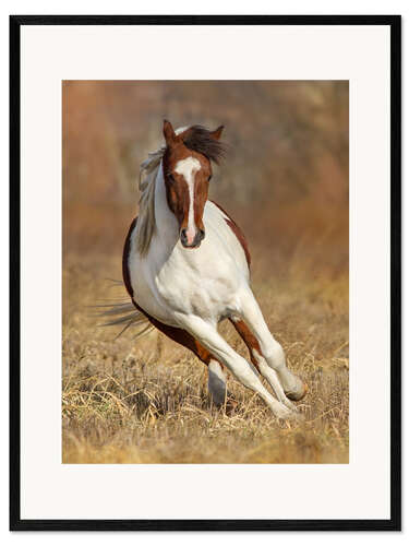 Stampa artistica con cornice Pinto Horse on an Autumn Meadow
