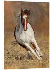 Magnettafel Schecke auf der Herbstwiese