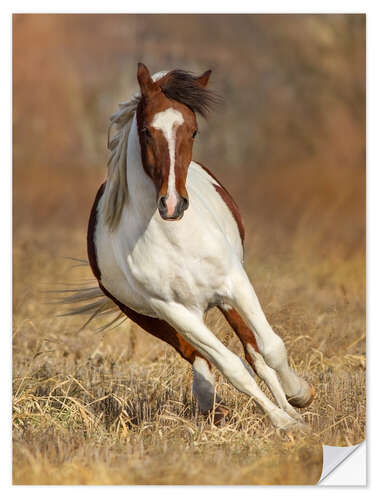 Vinilo para la pared Pinto Horse on an Autumn Meadow