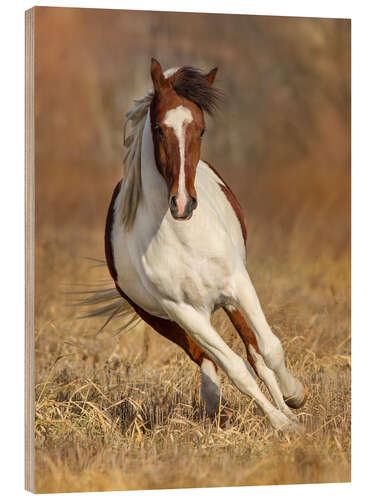 Quadro de madeira Pinto Horse on an Autumn Meadow