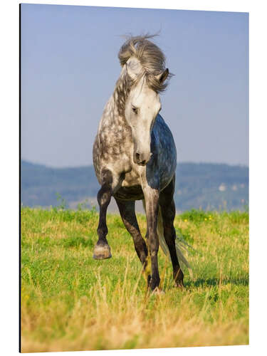 Aluminium print Happy Andalusian Horse