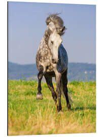 Aluminium print Happy Andalusian Horse