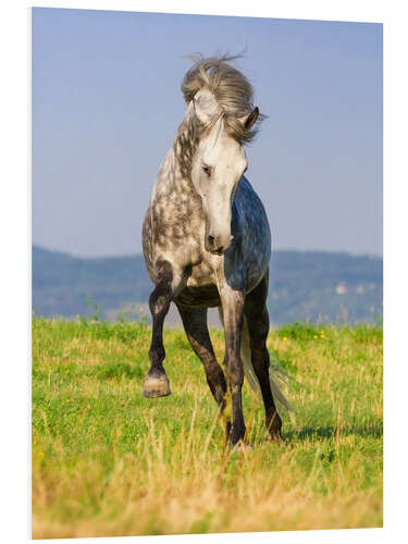 Cuadro de PVC Happy Andalusian Horse