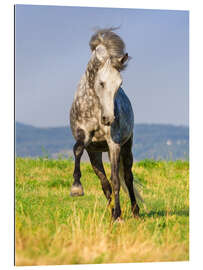 Tableau en plexi-alu Happy Andalusian Horse