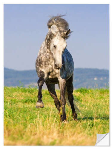 Vinilo para la pared Happy Andalusian Horse