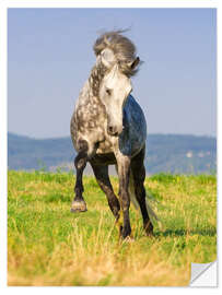 Sticker mural Happy Andalusian Horse