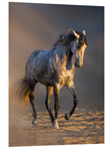 Foam board print Andalusian Between Light and Dust