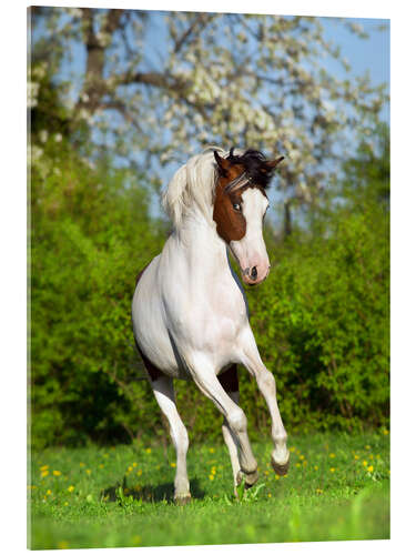 Acrylic print Pinto Horse in a Spring Garden