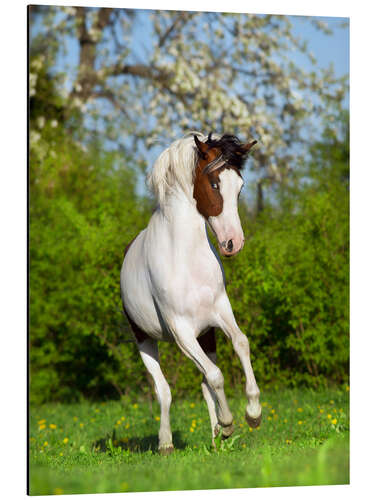 Tableau en aluminium Cheval Pinto dans le jardin printanier