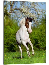 Aluminium print Pinto Horse in a Spring Garden