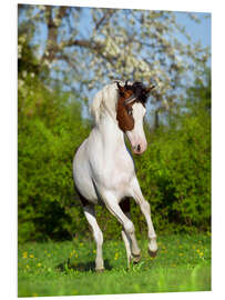 Foam board print Pinto Horse in a Spring Garden