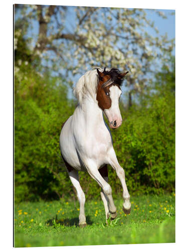 Quadro em plexi-alumínio Cavalo pinto no jardim da primavera