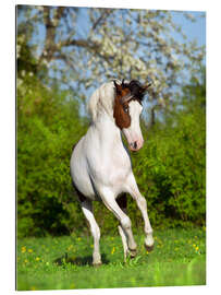 Gallery print Pinto Horse in a Spring Garden