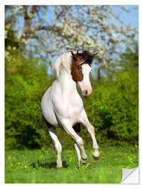 Vinilo para la pared Caballo pinto en el jardín de primavera