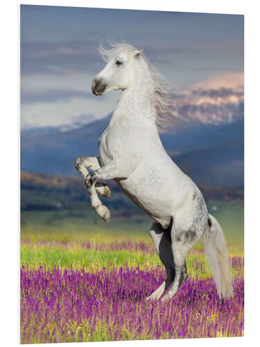 Foam board print Lipizzan on a Flower Meadow