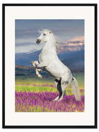 Gerahmter Kunstdruck Lipizzaner auf einer Blumenwiese