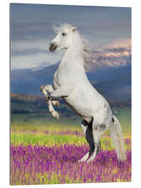 Gallery print Lipizzan on a Flower Meadow