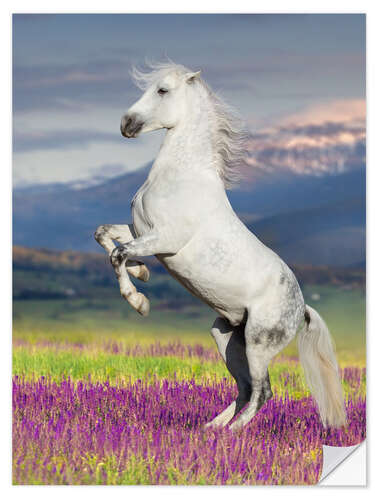 Sisustustarra Lipizzan on a Flower Meadow