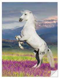 Sticker mural Lipizzan on a Flower Meadow