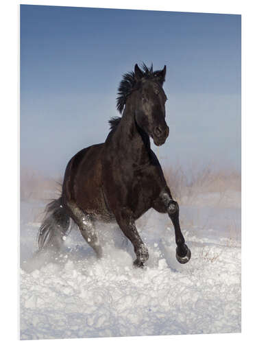 Foam board print Horse Galloping through the Snow