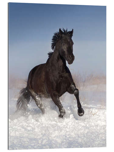 Gallery print Horse Galloping through the Snow