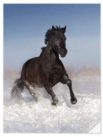 Selvklebende plakat Hest som galopperer gjennom snøen