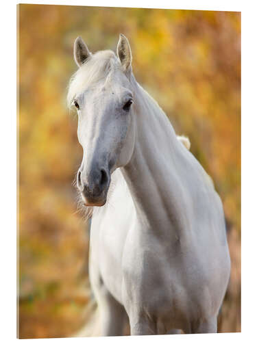 Akrylbilde Hvit hest i høstløv