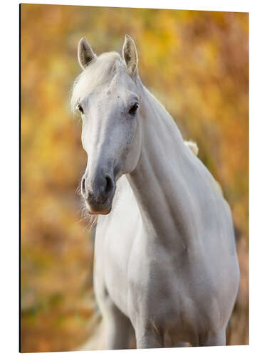 Obraz na aluminium White Horse in Autumn Leaves