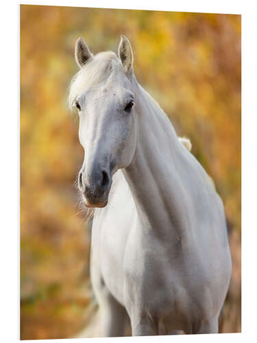 Foam board print White Horse in Autumn Leaves