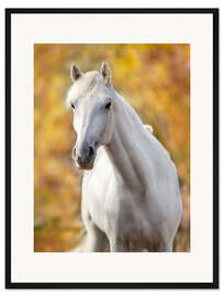Gerahmter Kunstdruck Weißes Pferd im Herbstlaub