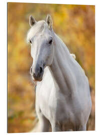 Gallery print White Horse in Autumn Leaves