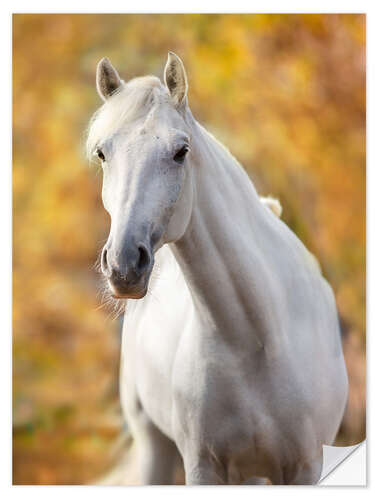 Vinilo para la pared Caballo blanco en hojas de otoño