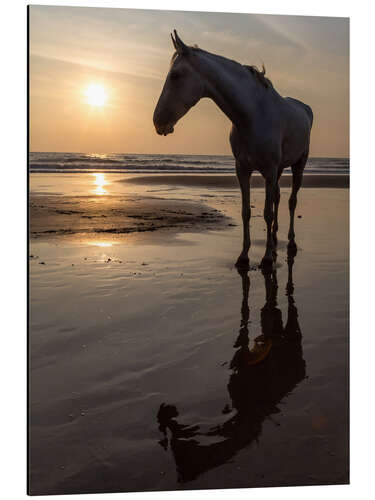 Alubild Strandspaziergang mit einem Schimmel