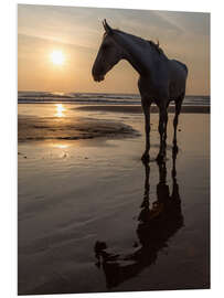 Foam board print Walk on the Beach with a White Horse