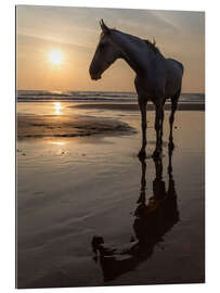 Gallery print Walk on the Beach with a White Horse