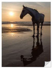 Sticker mural Walk on the Beach with a White Horse